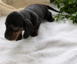 Small #6 Dachshund