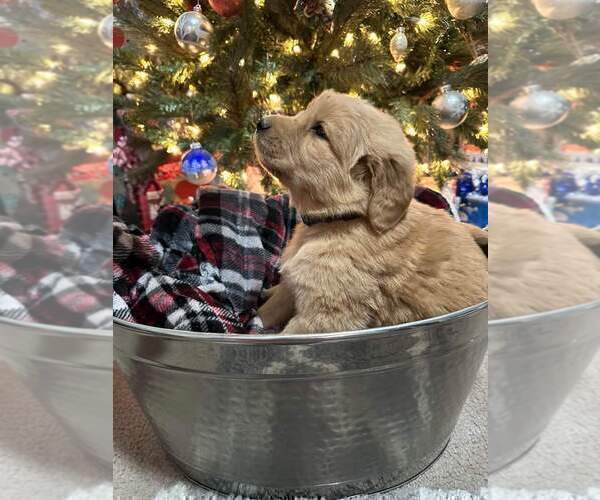 Medium Photo #3 Golden Retriever Puppy For Sale in BENTON, IL, USA