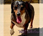 Small #18 Dachshund