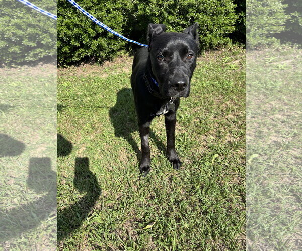 Medium Photo #8 German Shepherd Dog-Staffordshire Bull Terrier Mix Puppy For Sale in Holly Springs, NC, USA