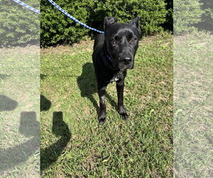 Saturn (Planet litter) - Female German Shepherd Dog-Staffordshire Bull Terrier Mix Dog for Adoption - Photo #8