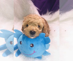 Small Photo #32 Poodle (Toy) Puppy For Sale in CARTHAGE, MO, USA