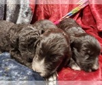 Small Photo #73 Bordoodle Puppy For Sale in COPPERAS COVE, TX, USA