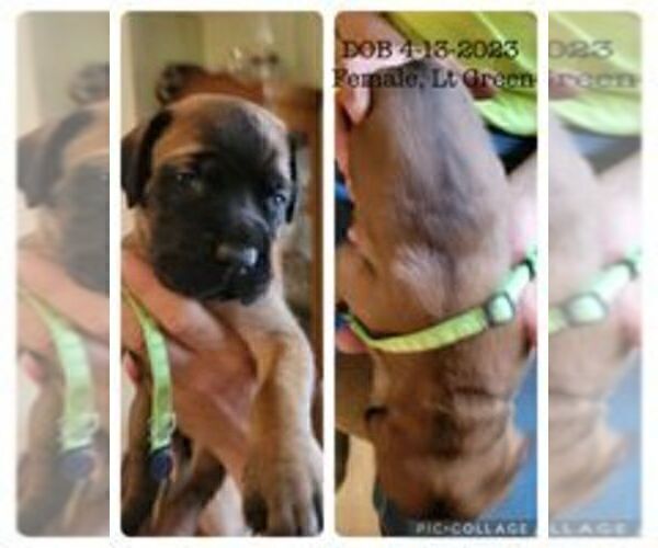 Medium Photo #2 Mastiff Puppy For Sale in DELAVAN, WI, USA