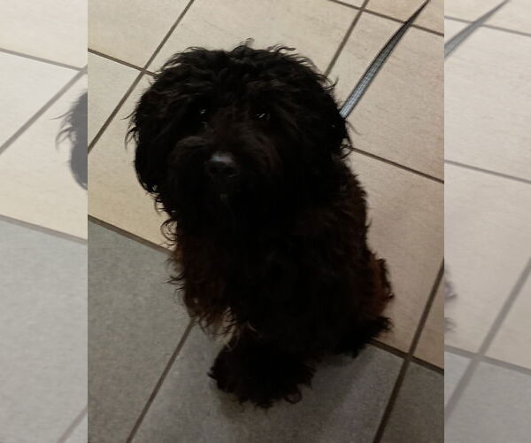 Medium Photo #1 Poodle (Toy) Puppy For Sale in Virginia Beach, VA, USA