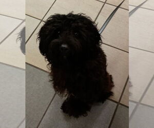 Poodle (Toy) Dogs for adoption in Virginia Beach, VA, USA