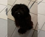 Small Poodle (Toy)