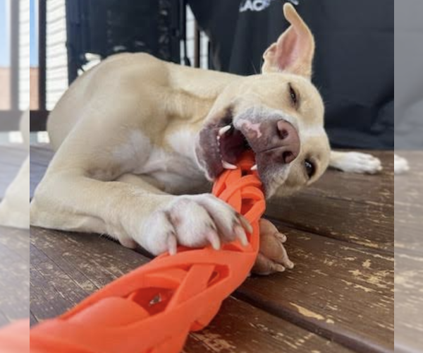 Medium Photo #3 Mutt Puppy For Sale in Thomasville, NC, USA