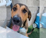 Small #7 Anatolian Shepherd Mix
