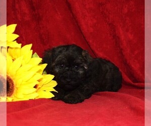 YorkiePoo Puppy for sale in BARNESVILLE, KS, USA