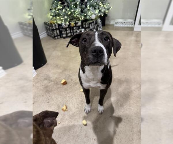 Medium Photo #1 American Staffordshire Terrier-Unknown Mix Puppy For Sale in San Antonio, TX, USA