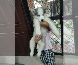 Siberian Husky Puppy for sale in Davao, Davao, Philippines