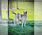 Small Anatolian Shepherd Mix