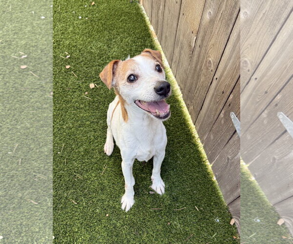 Medium Photo #3 Mutt Puppy For Sale in Mission Viejo, CA, USA