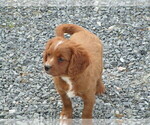 Small Photo #3 Cavalier King Charles Spaniel-Poodle (Standard) Mix Puppy For Sale in CURTISS, WI, USA