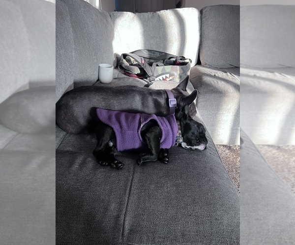 Medium Photo #10 French Bulldog Puppy For Sale in MANTECA, CA, USA
