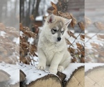 Small #11 Siberian Husky