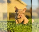 Small #9 French Bulldog