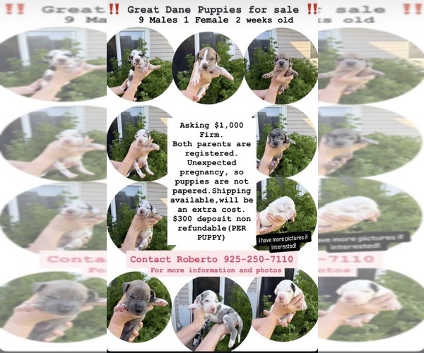 Medium Photo #1 Great Dane Puppy For Sale in PITTSBURG, CA, USA