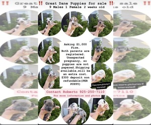 Great Dane Puppy for sale in PITTSBURG, CA, USA