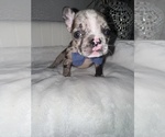 Puppy Puppy 2 French Bulldog