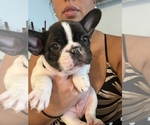 Puppy 4 French Bulldog