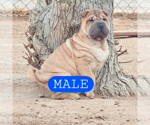 Chinese Shar-Pei Puppy for sale in APPLE VALLEY, CA, USA