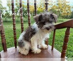 Puppy Boone Schnauzer (Miniature)