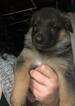 Small Photo #4 German Shepherd Dog Puppy For Sale in ROANOKE, VA, USA