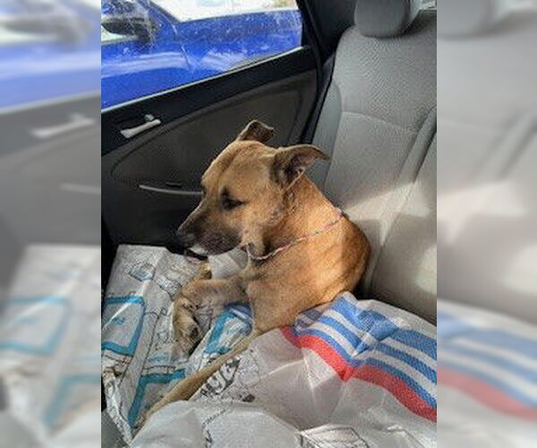 Medium Photo #1 German Shepherd Dog-Unknown Mix Puppy For Sale in Stockton, CA, USA