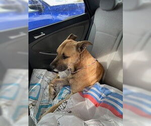 German Shepherd Dog-Unknown Mix Dogs for adoption in Stockton, CA, USA