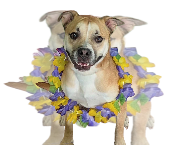 Medium Photo #2 Boxer-Unknown Mix Puppy For Sale in The Woodlands, TX, USA