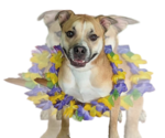 Small #1 Boxer Mix
