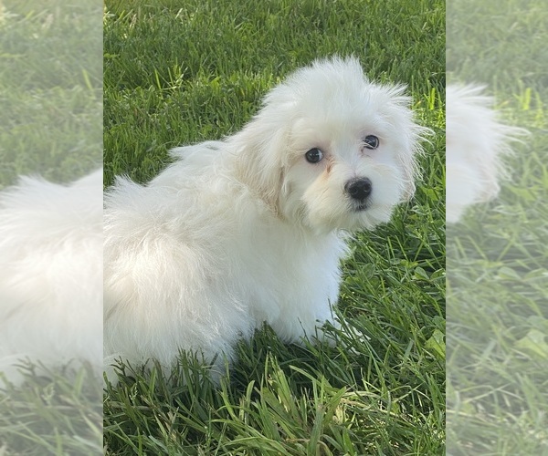 Medium Photo #3 Coton de Tulear Puppy For Sale in CANOGA, NY, USA