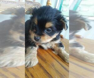 YorkiePoo Puppy for sale in ADRIAN, MI, USA