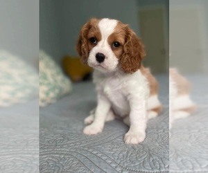 Cavalier King Charles Spaniel Puppy for sale in MINNEAPOLIS, MN, USA