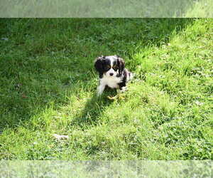 Cavalier King Charles Spaniel Puppy for sale in SHAW A F B, SC, USA