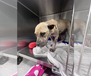 American Pit Bull Terrier Dogs for adoption in Tallahassee, FL, USA