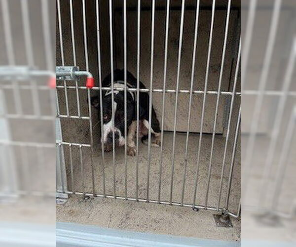 Medium Photo #1 Mutt Puppy For Sale in Louisville, KY, USA