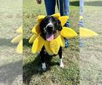 Small #2 Mutt