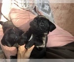 Small Photo #4 Frenchie Pug Puppy For Sale in BLOOMINGTON, IL, USA