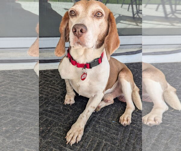 Medium Photo #4 Beagle Puppy For Sale in Dunnellon, FL, USA