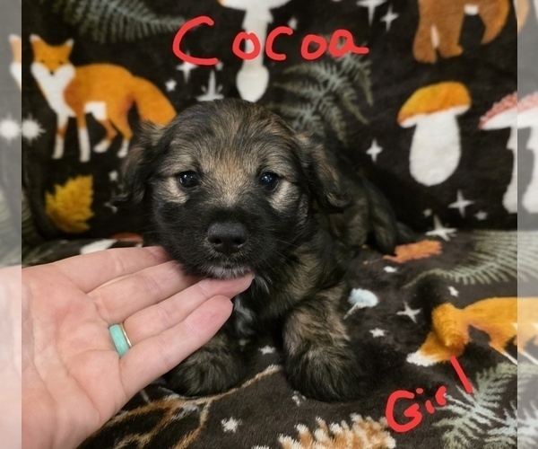 Medium Photo #11 Chizer Puppy For Sale in MONTEZUMA, GA, USA