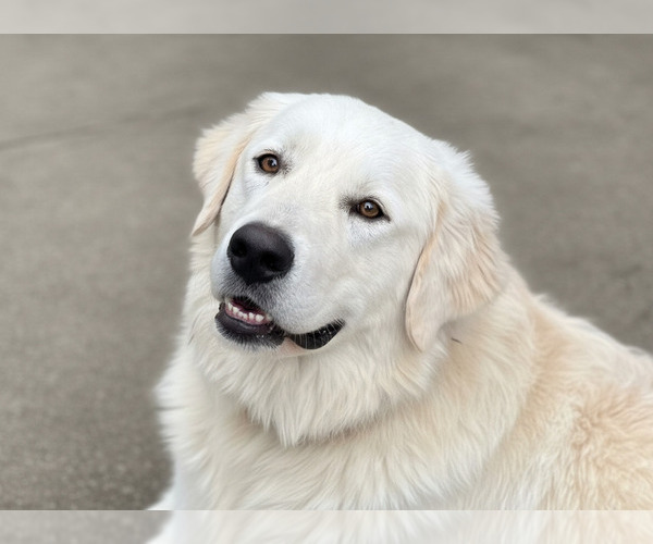 Medium Photo #1 Maremma Sheepdog Puppy For Sale in LECOMPTON, KS, USA