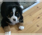 Small Photo #12 Bernese Mountain Dog Puppy For Sale in RICHFIELD SPRINGS, NY, USA