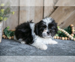 Small Photo #9 Shih Tzu Puppy For Sale in GREENWICH, OH, USA