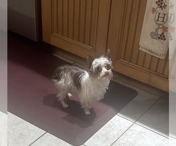 Medium Photo #1 Yorkshire Terrier Puppy For Sale in CAMBY, IN, USA