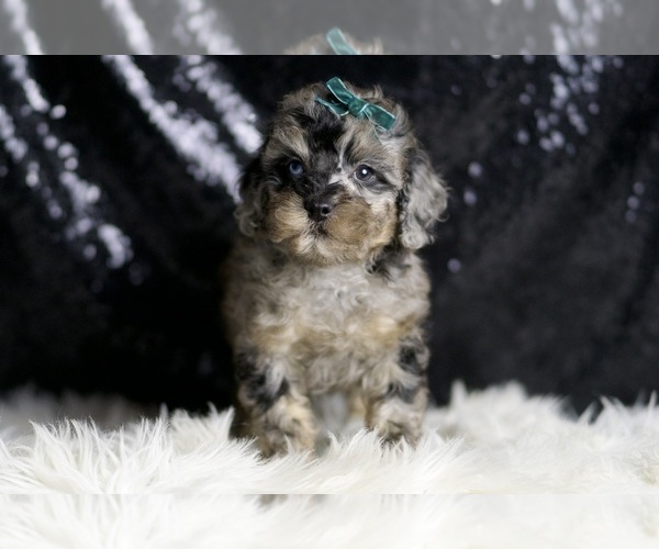 Medium Photo #51 Poodle (Miniature) Puppy For Sale in WARSAW, IN, USA
