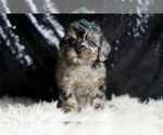 Small Photo #51 Poodle (Miniature) Puppy For Sale in WARSAW, IN, USA