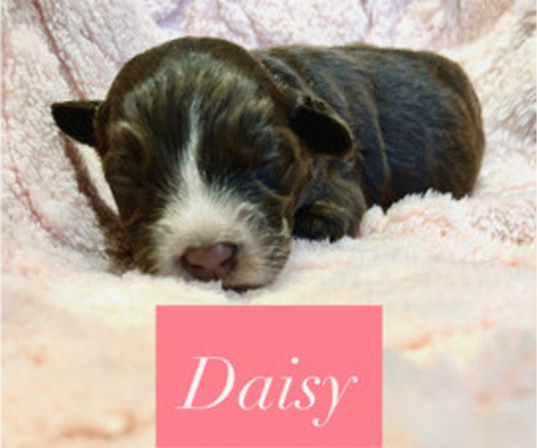 Medium Photo #1 Portuguese Water Dog Puppy For Sale in BAYTOWN, TX, USA